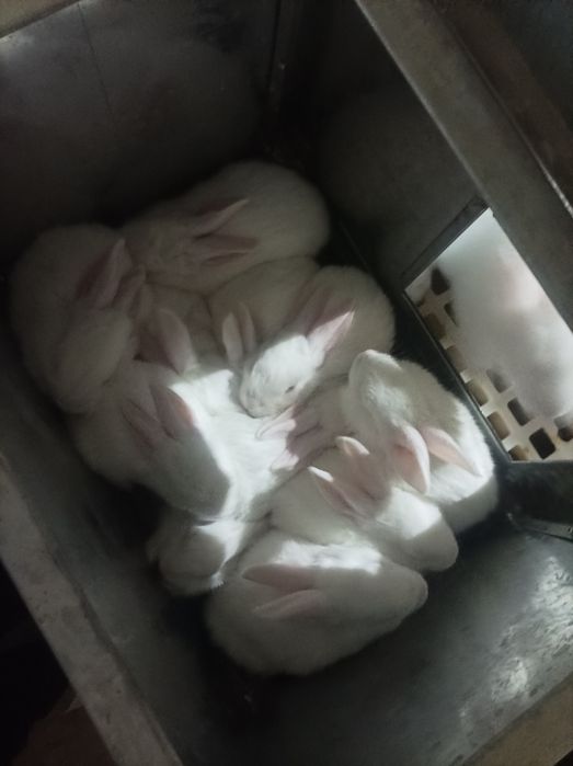 Xikol quyonlar sotiladi