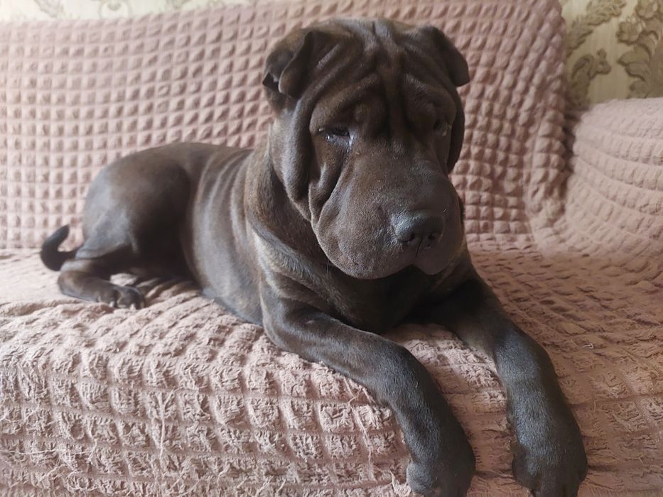 Продажа шарпей Чистокровные