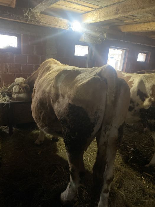 De vanzare  vaca baltata romaneasca