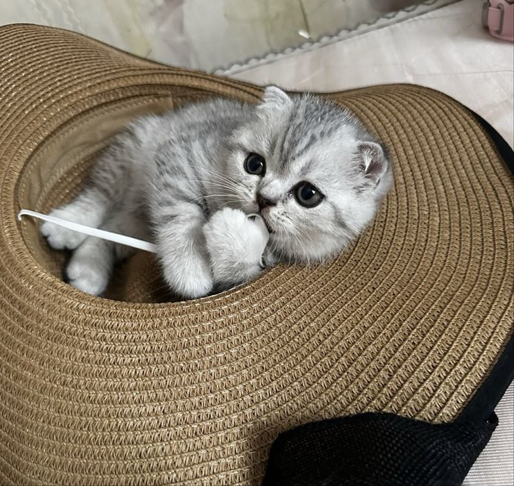 Продам шотландских котят