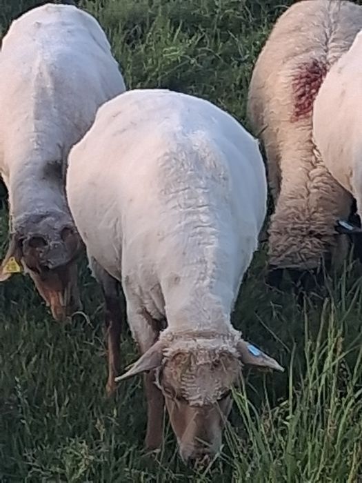 100 miele tigaie de tinut