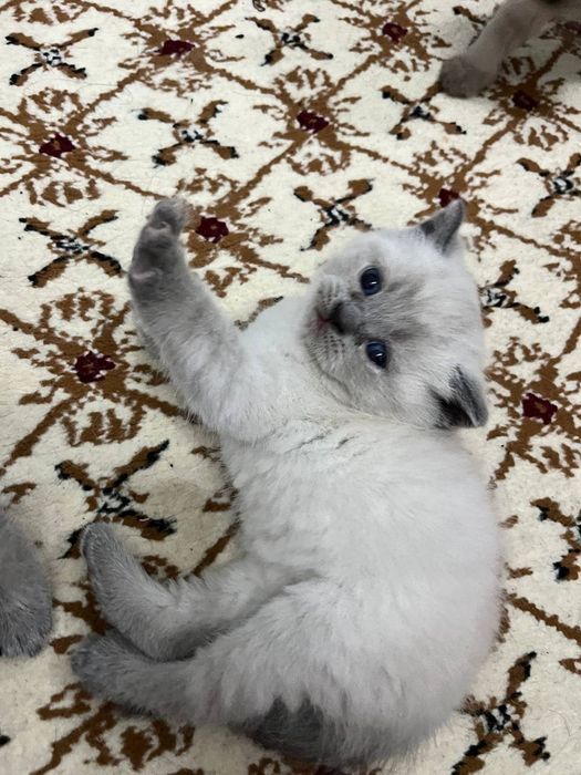 Mushukchalar sotiladi