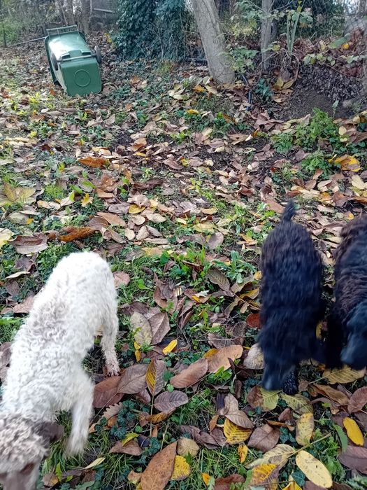 Логото романьол  кучета