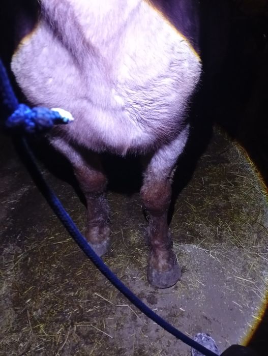 Vând o mânză de 10 luni dacă vă interesează