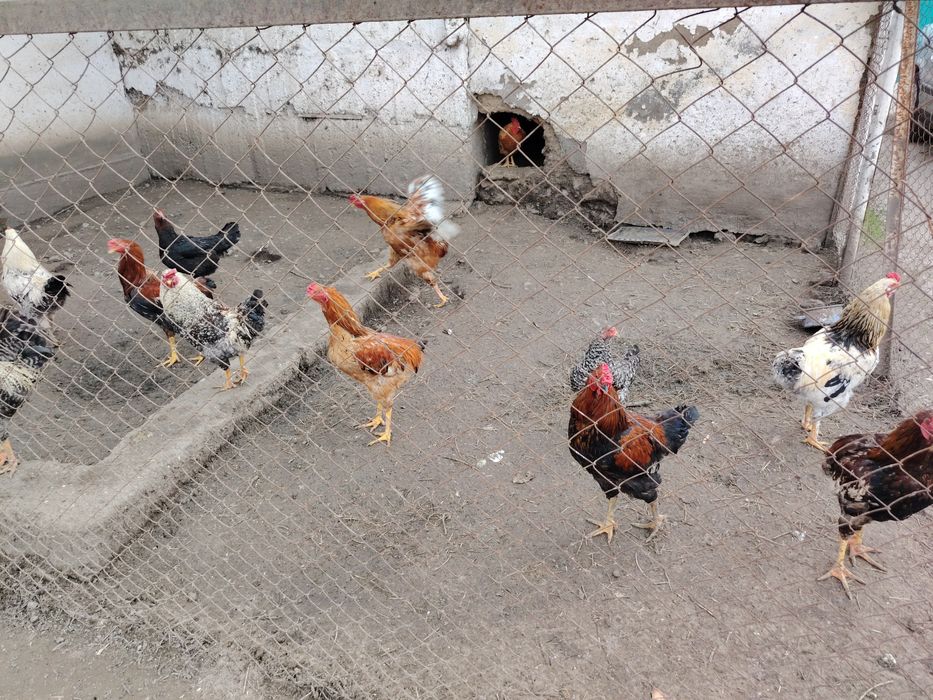 Жас кораздар сатылады майски