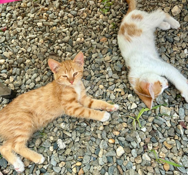 Două bezele blănoase caută o canapea și o familie — alegi una sau le iei pe ambele