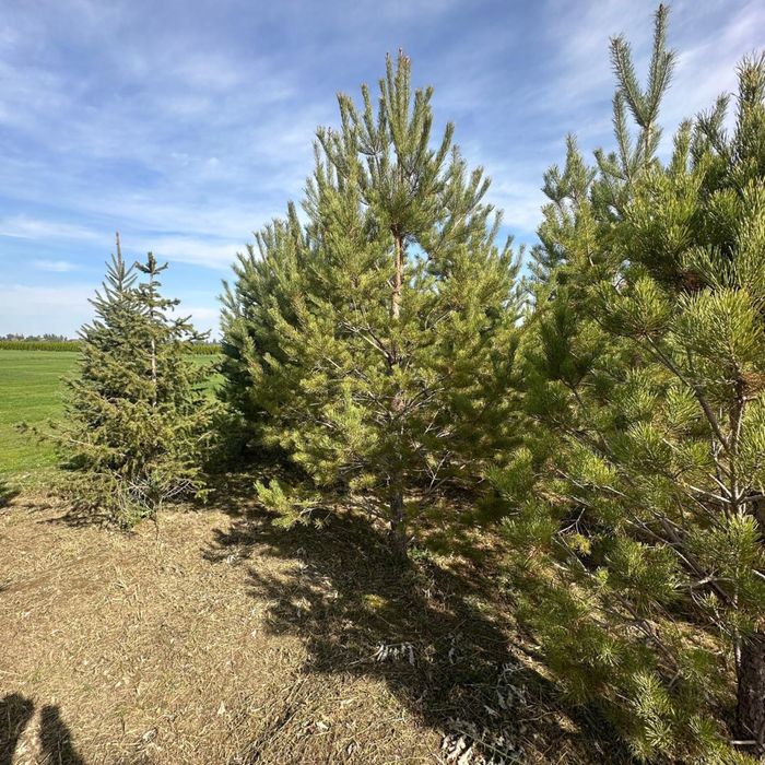 Продается саженцы оптом и в розницу