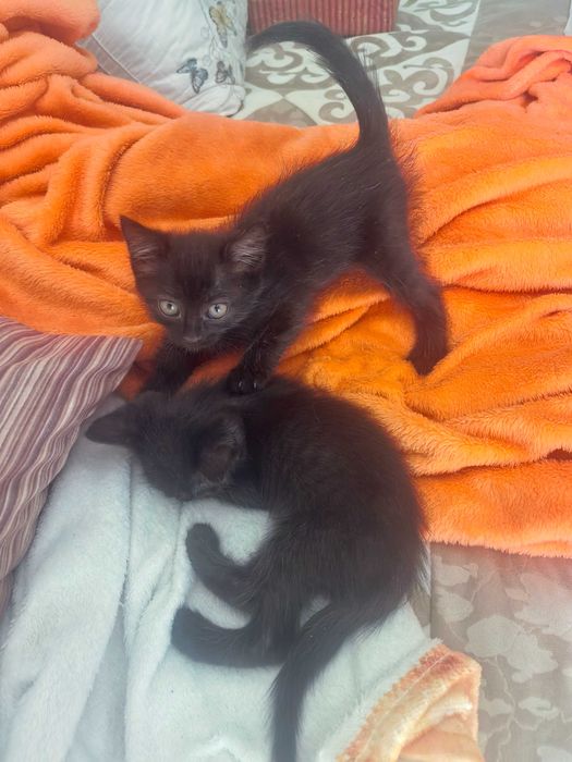 Котята, мама скотиш фолд