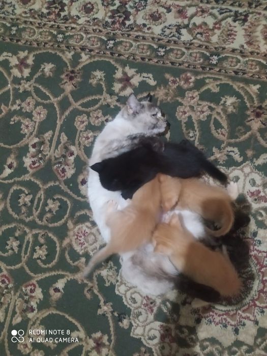 Отдам котят в доброе руки