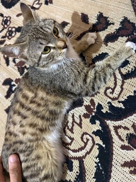 2 ta yaxshi boqilgan mushuk