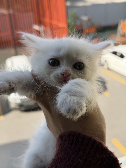 3 ангилочка отдаем исключительно в добрые руки, :-) девочки