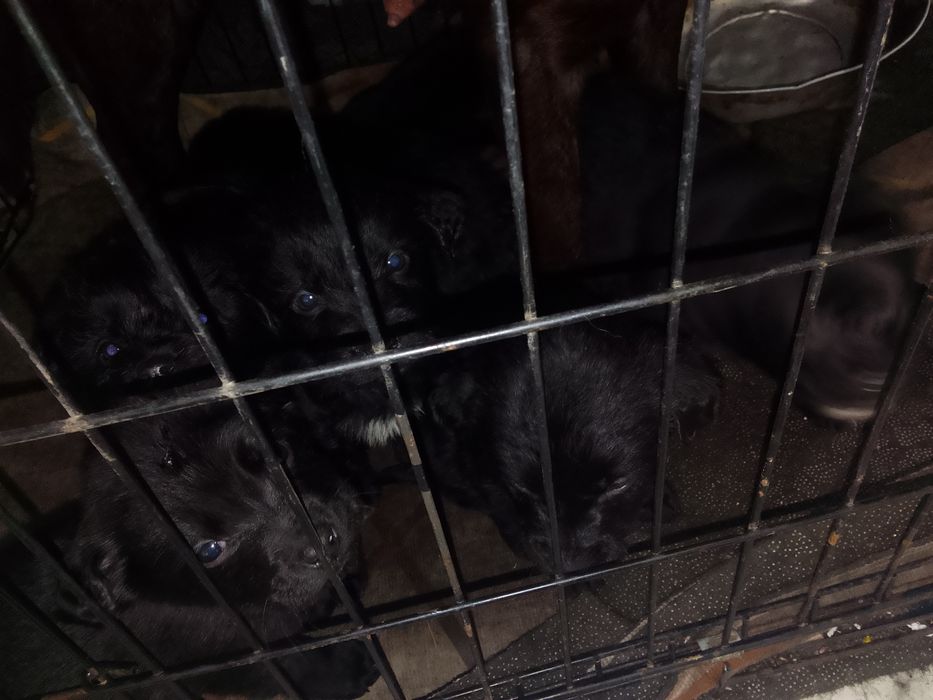 Бесплатные щенки