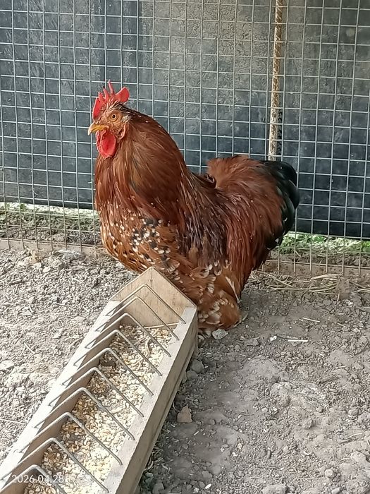 Карликовый кохинхин