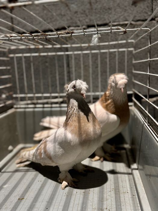 Мардини две двойки