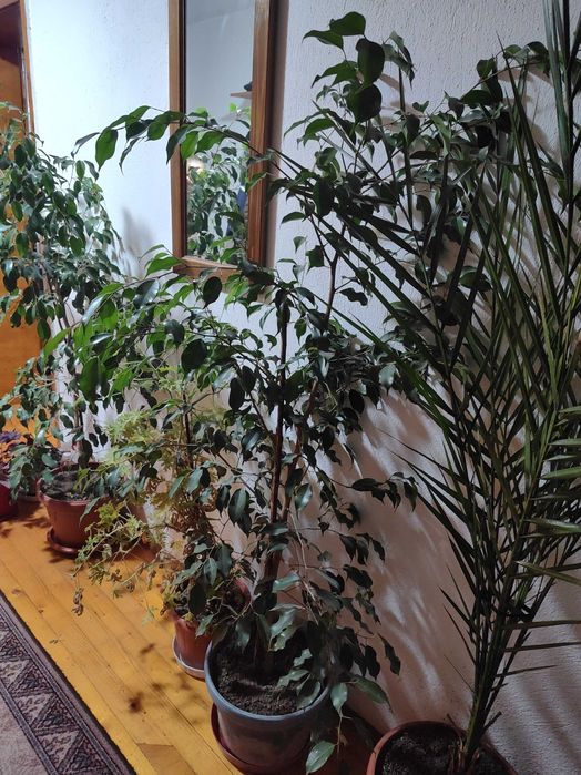 Цвете Бенджамин  два броя