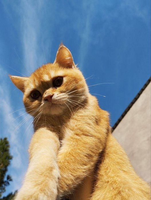 Skottish strayt 10 oylik