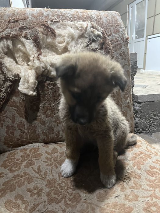 Продам щенки звонок пишите в ватсап!!!