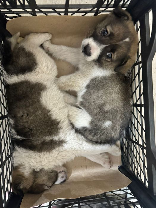 Отдам даром щенят