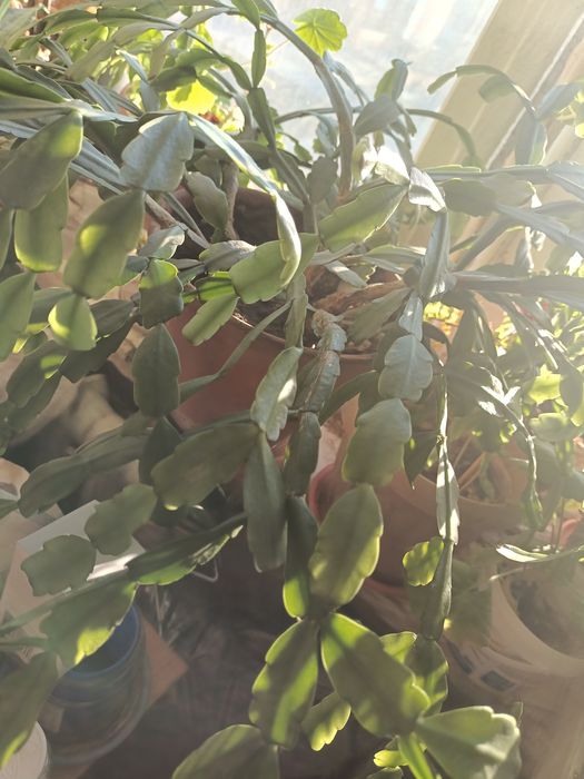 Цветок комнатный декабрист