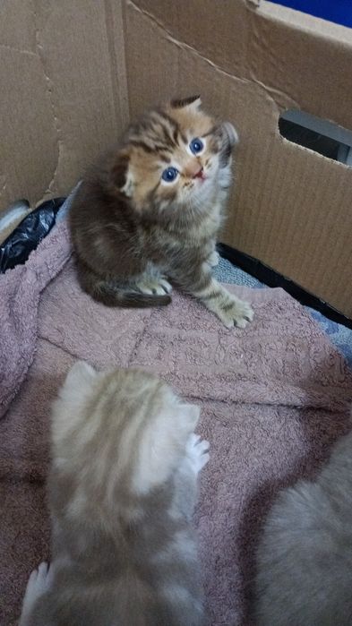 Шотландские милые комочки