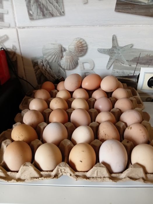 Продам инкубациныие яицо