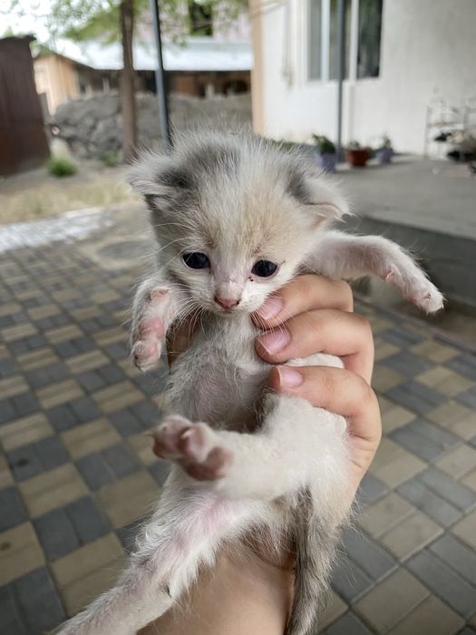 Отдам котёнка бесплатно в добрые руки