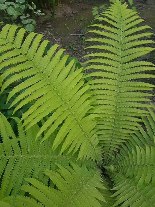 Oglinda venetiana din cristal