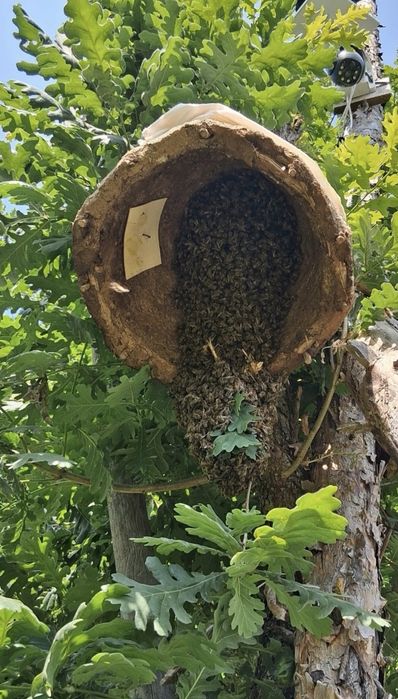 ЕвоРой - примамка за пчелни рояци