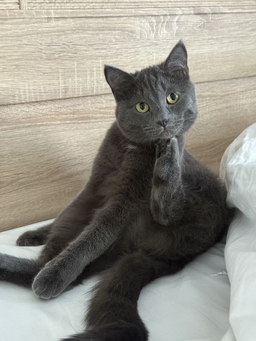 Отдам котенка в хорошие руки