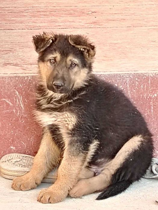 Эмланган зотдор очарка болалари