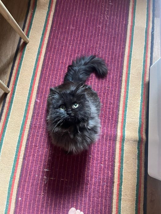 Котик даром вы хорошие руки