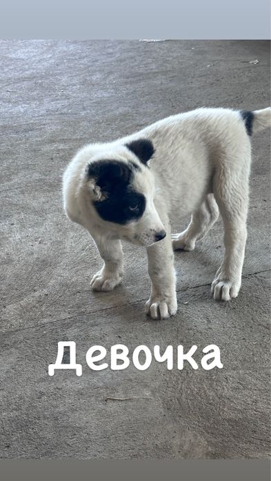 Продам щенки Алабай тяж
