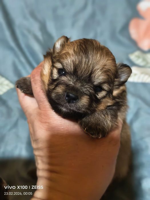 Очаровательные щенки шпица.