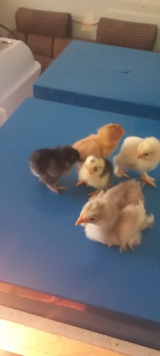 Брама гигант жужалари сотилади з⁹