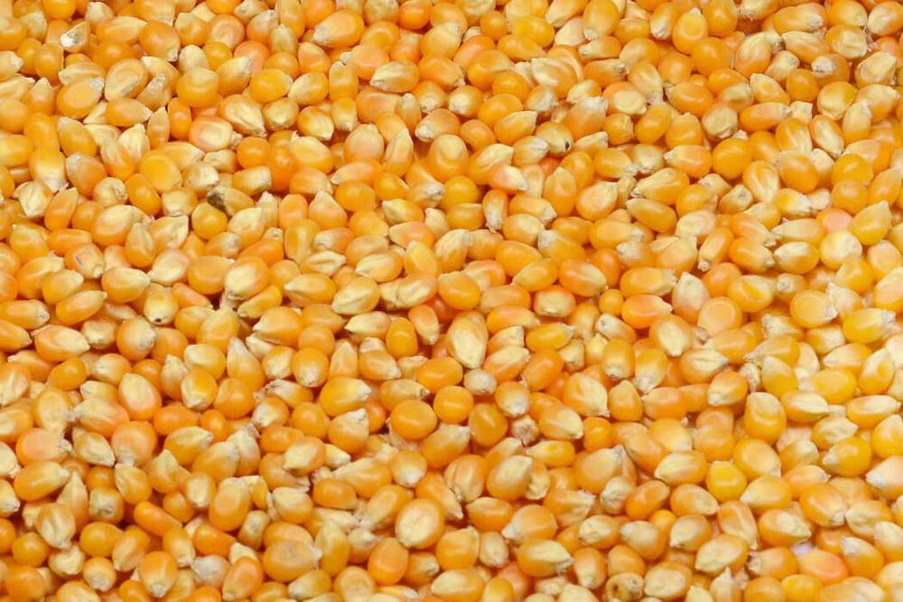 Vând porumb boabe la 1,1 lei/kg, cantitate mare
