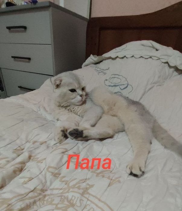 Продаются котята срочно срочно