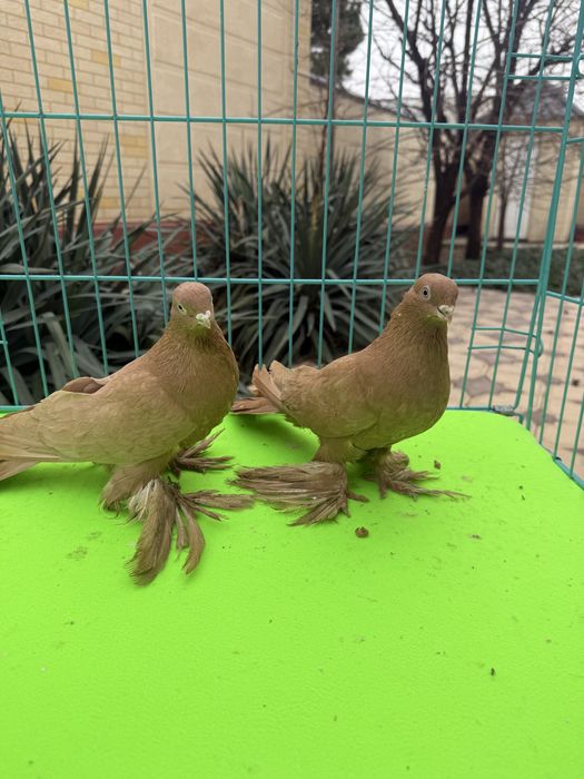 Голуби жолтые пара