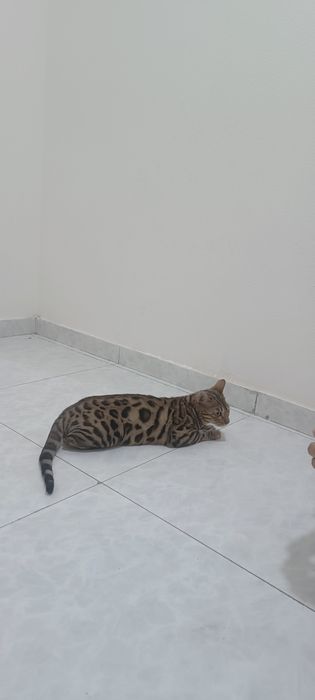 Bengal mushuk sotladi