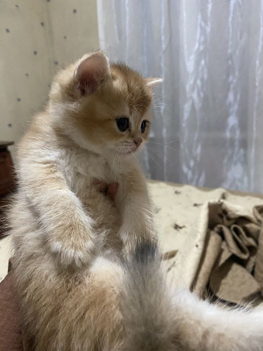 Zalataya shinshila toza qon