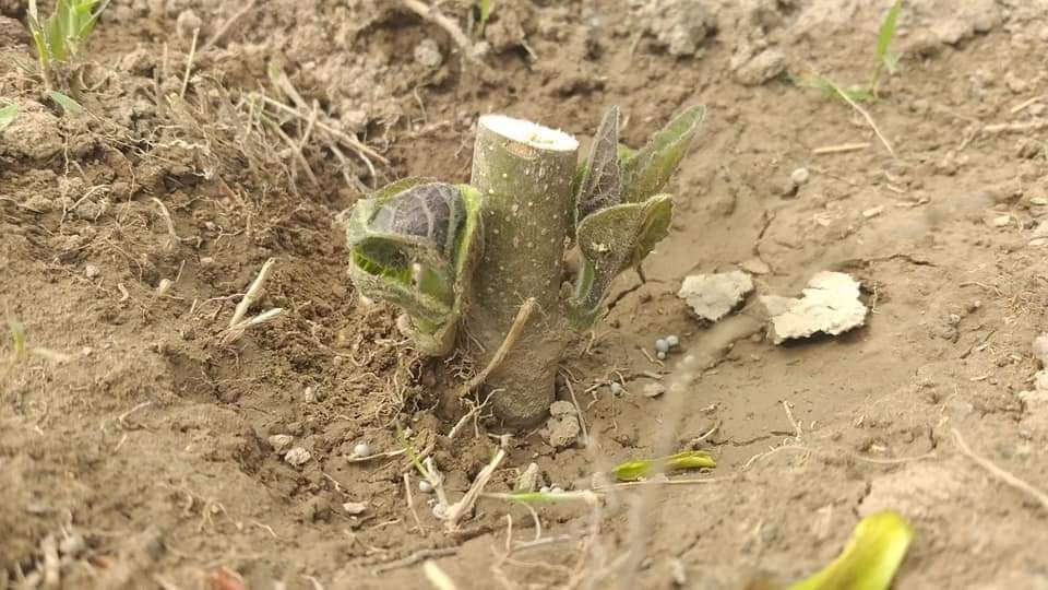 Paulownia Clona Carpatica