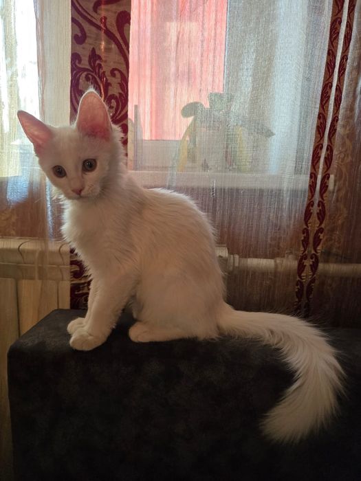 Котёнок Мейн-кун ( котята)
