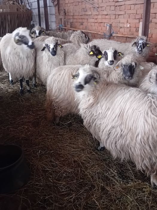 Vând 13 oii  prețul 10