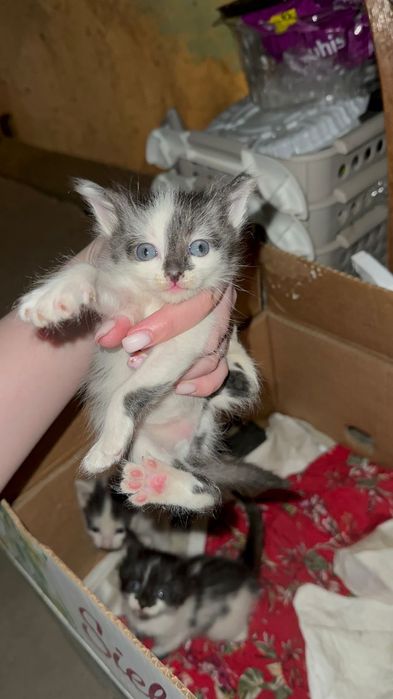 Котята бесплатно