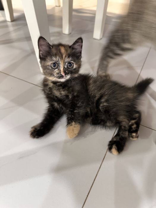 Котенок ищет постоянный дом