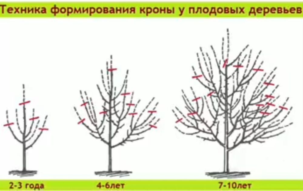 Садовник обрезка плодородных деревьев