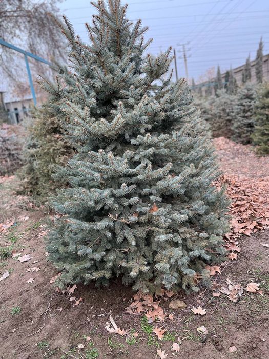 Голубой ель. . .