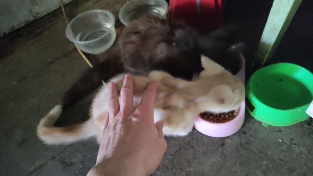 Отдаю котят в хорошие руки БЕСПЛАТНО
