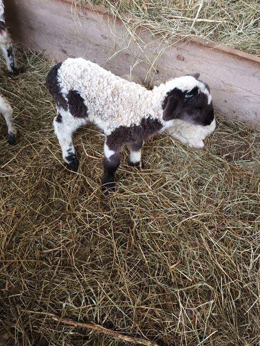 Miei din doi de vânzare