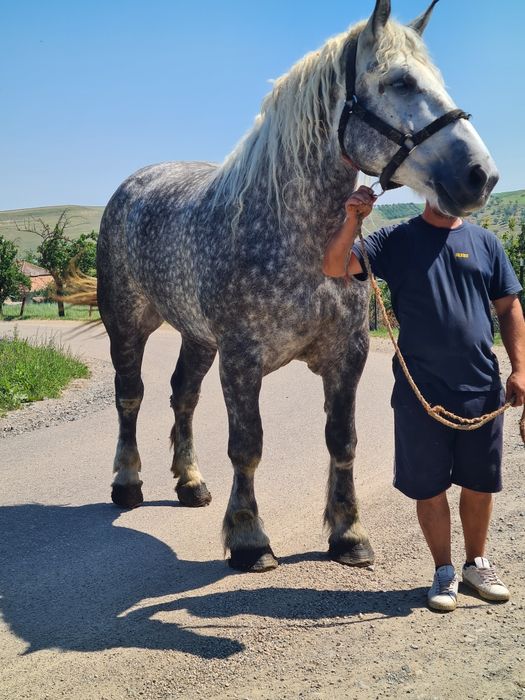 Iapa de 4 ani de vânzare cu pedigree