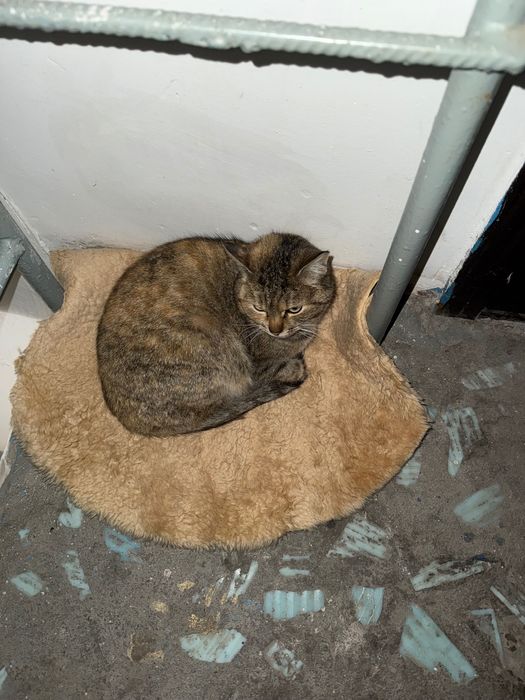 отдам в добрые руки кошку